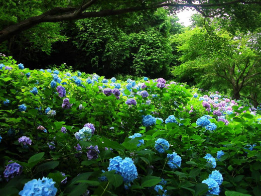 421581 (a): :1024x768